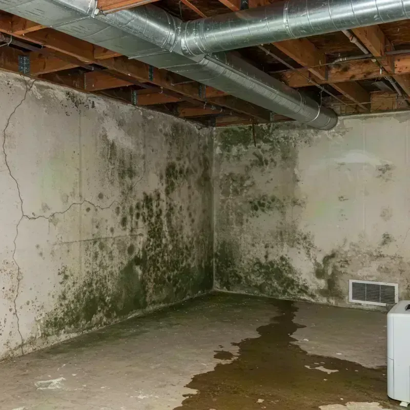 Professional Mold Removal in Potosi, MO